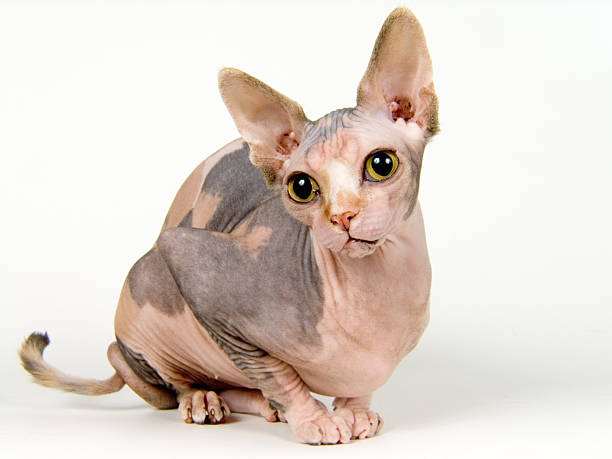 istock The Canadian sphynx 139716440