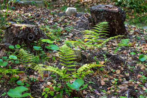 Fern plants that grow on the moist ground of the forest