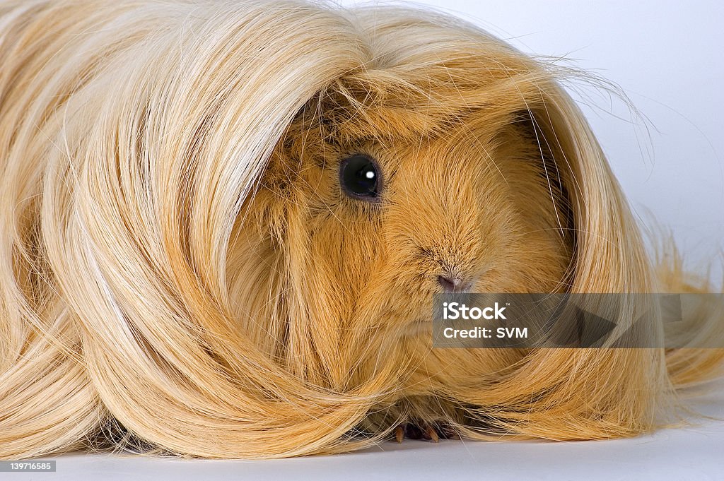 guinea pig - Foto de stock de Conejillo de Indias libre de derechos