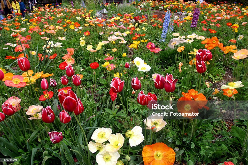 Fleurs de printemps - Photo de Fleur - Flore libre de droits