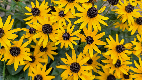 Rudbeckia hirta, commonly called black-eyed Susan