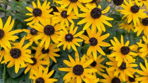 Photo of Rudbeckia hirta, commonly called black-eyed Susan