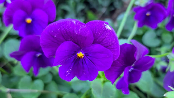 purple pansy flower purple pansy flower viola tricolor stock pictures, royalty-free photos & images