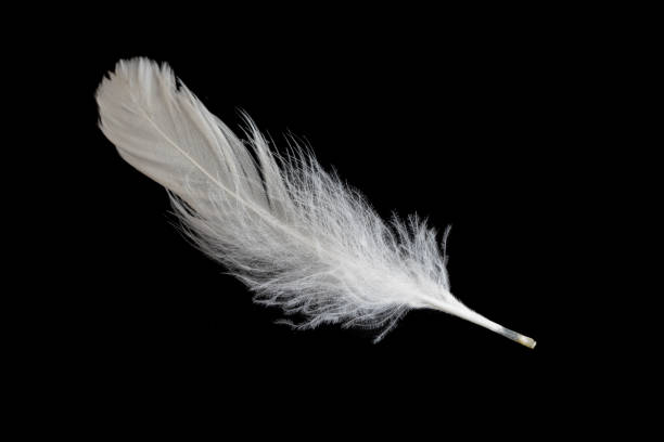 istock white feather of a goose on a black background 1397167143