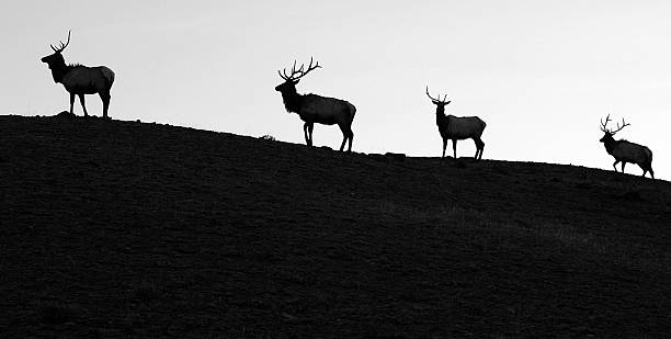 Follow The Leader stock photo