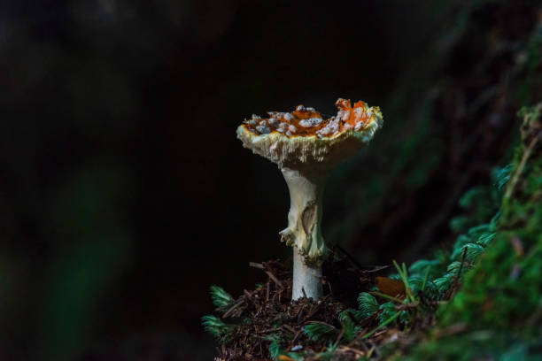 istock Wild mushroom in the forest 1397168235