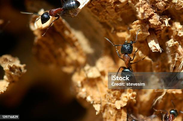 Photo libre de droit de Menuisier Bois De Fourmis Gros Plan banque d'images et plus d'images libres de droit de Animaux nuisibles - Animaux nuisibles, Antennes, Bois