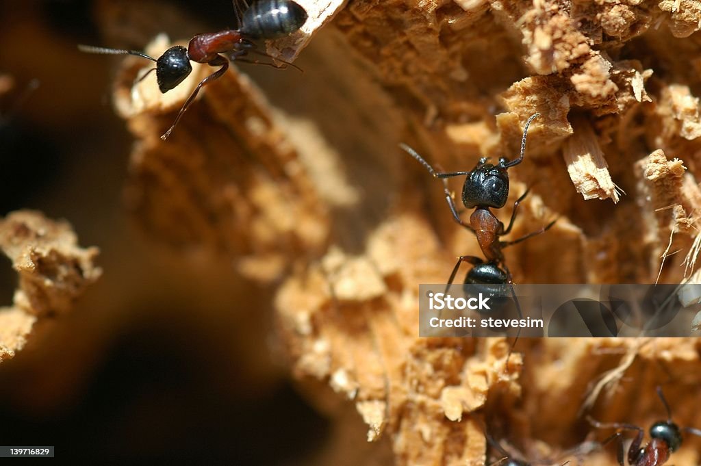 카펜터 목재 ants 클로즈업 - 로열티 프리 개미 스톡 사진