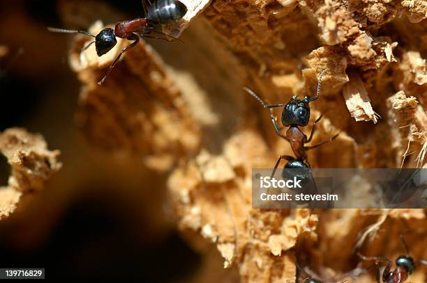 카펜터 목재 Ants 클로즈업 개미에 대한 스톡 사진 및 기타 이미지 - 개미, 곤충, 군대