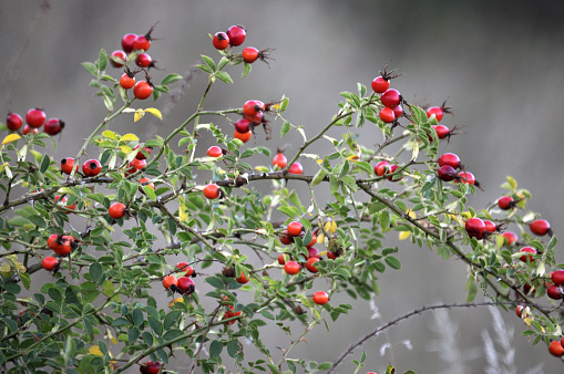 On the branch of rose hips ripe red berries