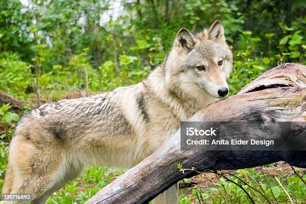 Gray Wolf Stock Photo - Download Image Now - Animal, Animals Hunting, Animals In The Wild