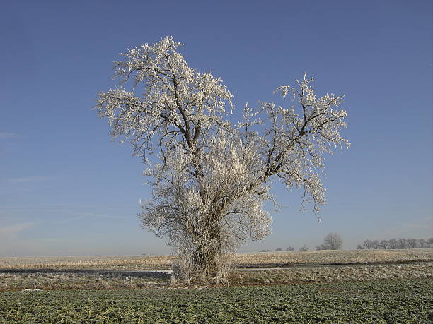 White frost tree stock photo