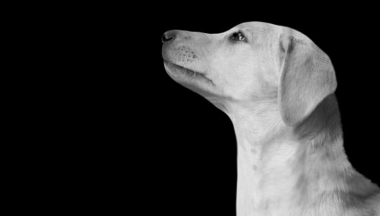 Beautiful Sad Dog Looking Up On The Dark Black Background
