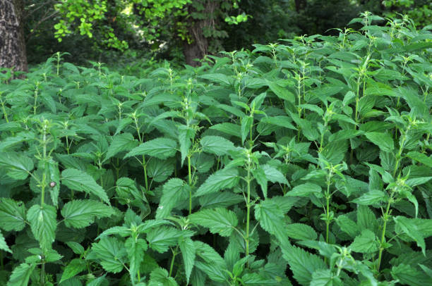 istock Overgrown nettles Urtica dioica 1397169466