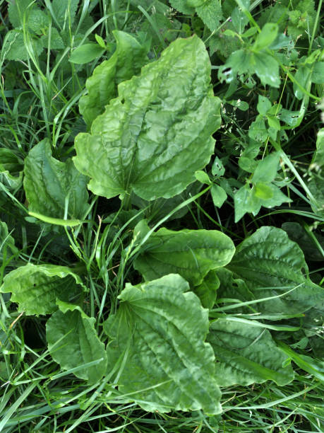in natura, la piantaggine sta crescendo - plantain major herb greater foto e immagini stock