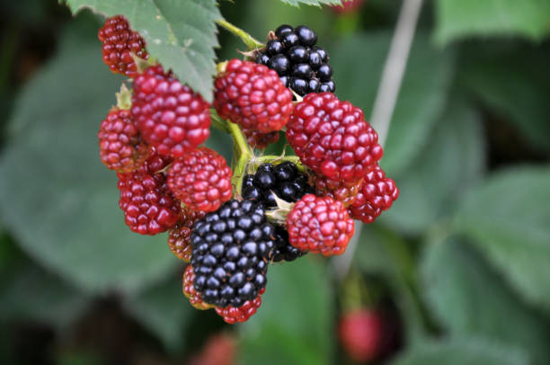 istock On the branch ripen the berries Rubus fruticosus 1397169492