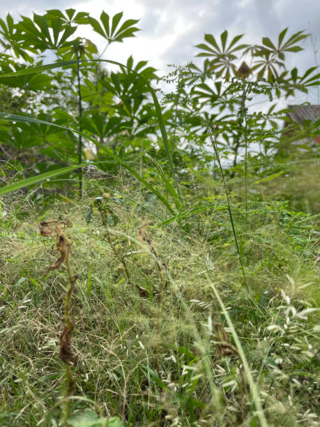 istock View of field with wild grass and flower under cloudy sky 1397169503