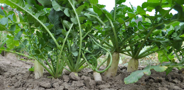 istock Daikon radish grows in organic open ground 1397169595