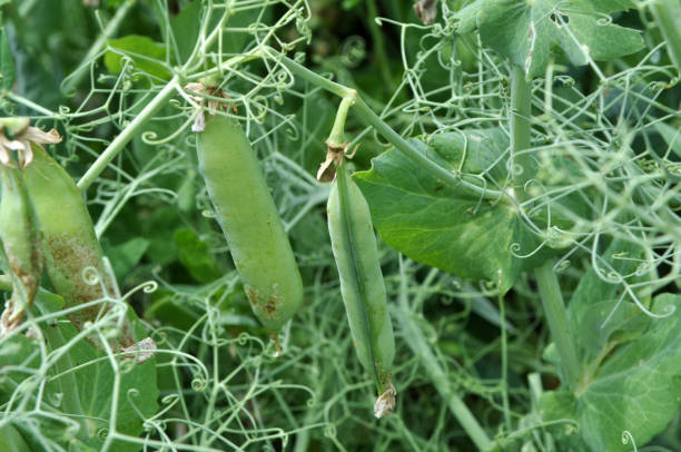 istock Peas ripen on a green bush 1397169610
