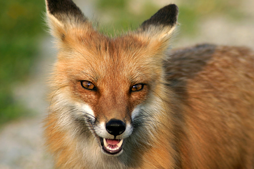 Portrait of a red fox, taken at a close range