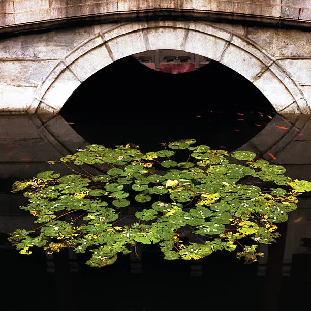 Ancient bridge over Koi fish pond filled with water lilies.