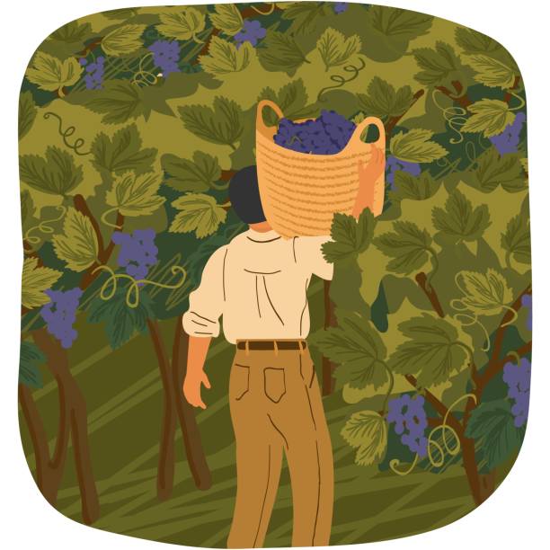 ilustrações de stock, clip art, desenhos animados e ícones de vector man picking grape gathering wine harvest - vintner