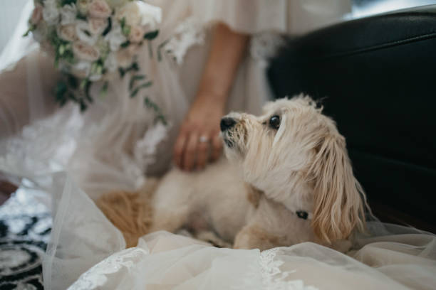 istock Bride posing on wedding day with dog. 1397173333