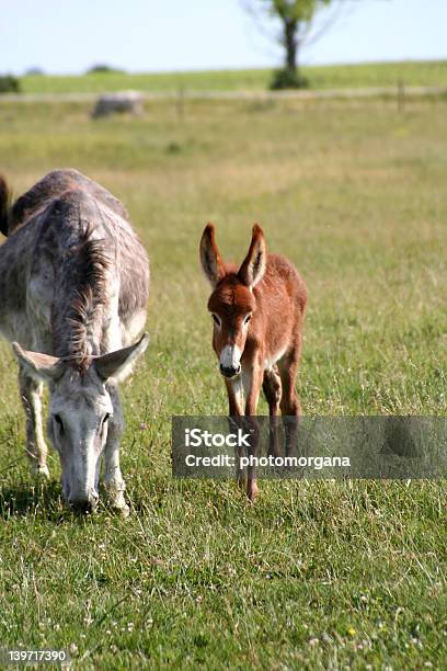 Foto de Burros e mais fotos de stock de Alimentar - Alimentar, Animal, Animal doméstico