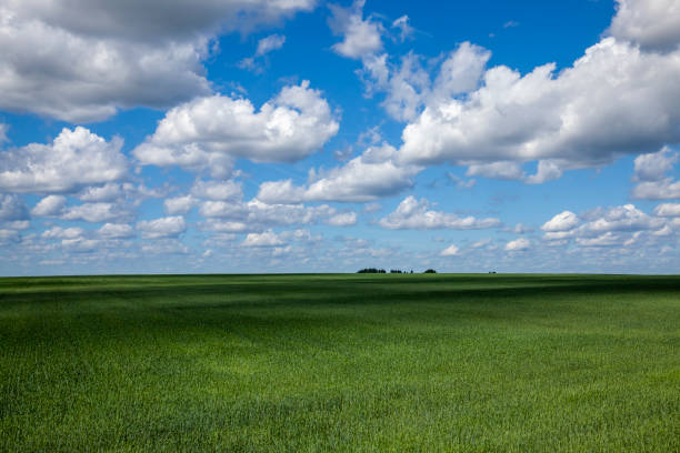 istock green cereal field with wheat in summer 1397174366