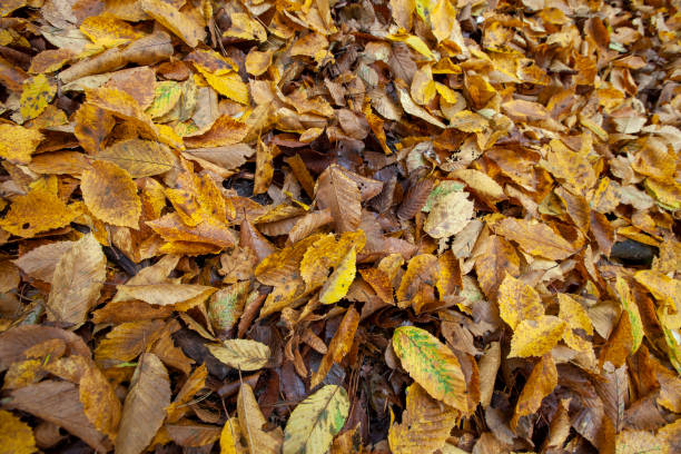 istock fallen foliage in autumn during leaf fall in cloudy weather 1397174482