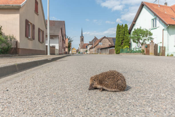 Common hedgehog (Erinaceus europaeus) crossing road in village in sprintime.