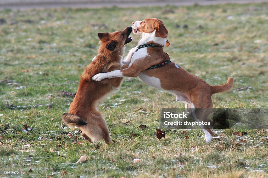 Pies walki - Zbiór zdjęć royalty-free (Walka psów)