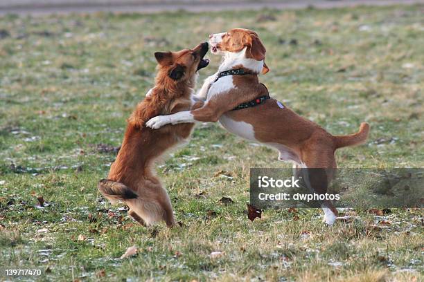 Pies Walki - zdjęcia stockowe i więcej obrazów Walka psów - Walka psów, Agresja, Czynność