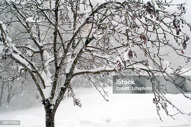 Foto de Árvore Sob A Neve e mais fotos de stock de Alpes europeus - Alpes europeus, Branco, Calor