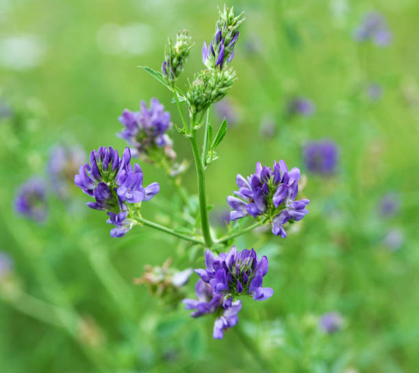 istock The field is blooming alfalfa 1397175291