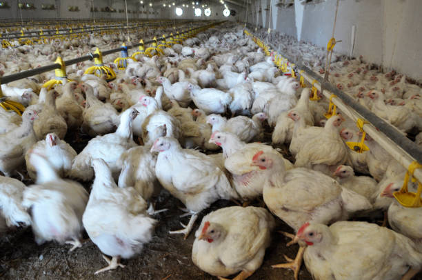 istock Farm for growing broiler chickens 1397175332