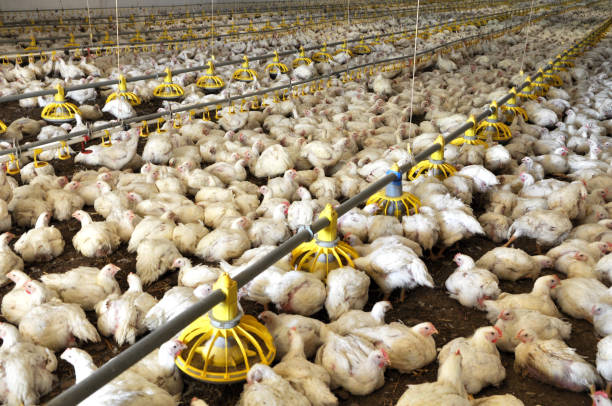 istock Farm for growing broiler chickens 1397175334