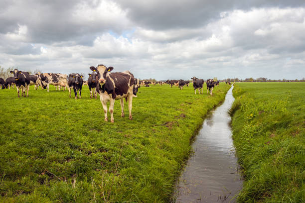 istock Black pied cows in a large meadow next to a ditch 1397175340
