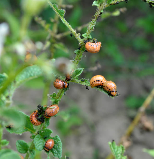 istock Larvae of Colorado Potato Beetle 1397175344