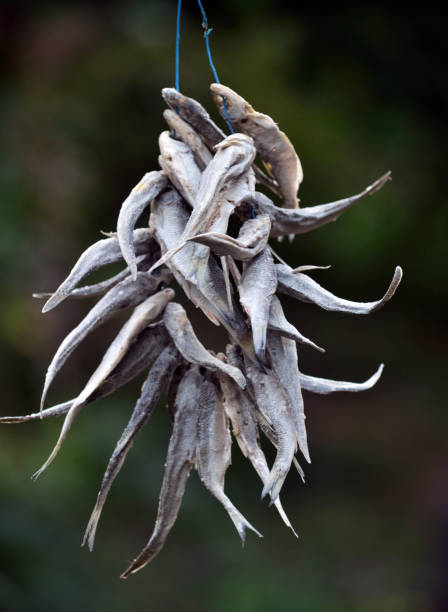 istock Drying of small fish on a cord 1397175437
