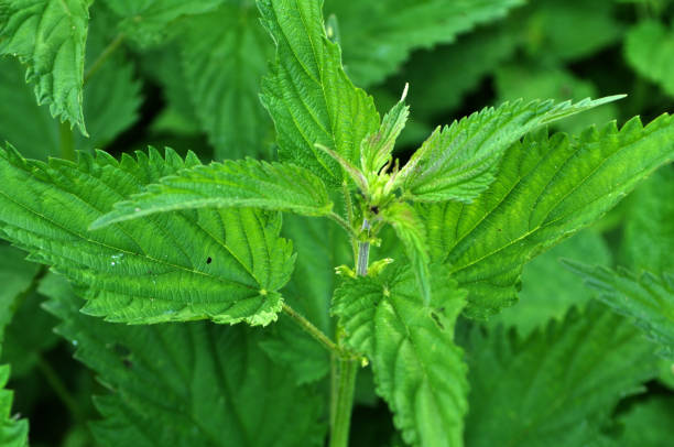 istock Overgrown nettles Urtica dioica 1397175464