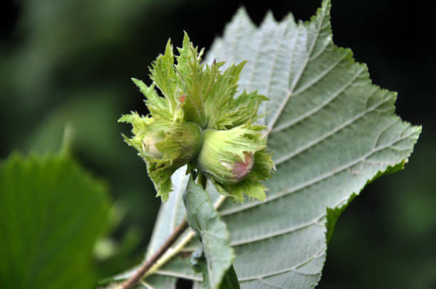 istock On a branch of a tree ripen nuts hazel 1397175488