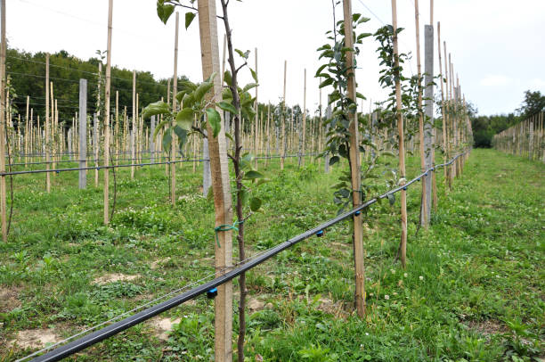 istock Drip irrigation in the orchard 1397175602