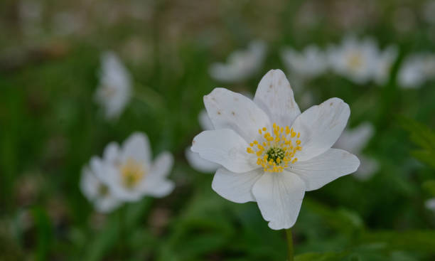 istock Single flower of Windflower(Anemone nemorosa) closeup 1397175773