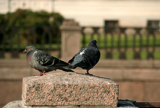 Two doves on the granite stone stock photo