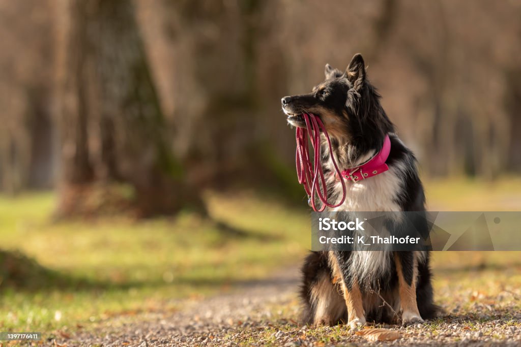 A black tri Australian Shepherd  dog is holding a leash in the mouth and waiting for a walk in the season autumn Australian Shepherd  dog is holding a leash in the mouth and waiting for a walk in the season autumn Dog Stock Photo