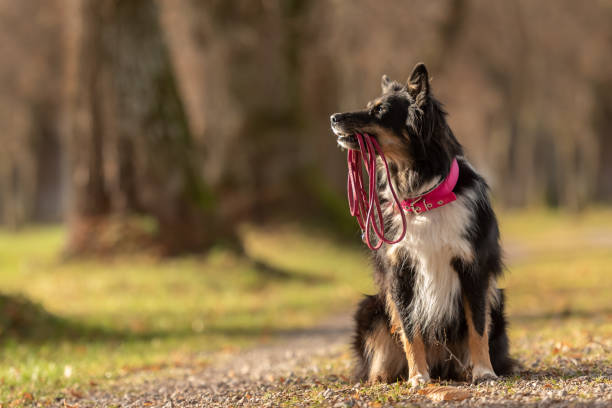A black tri Australian Shepherd  dog is holding a leash in the mouth and waiting for a walk in the season autumn stock photo