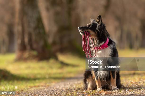 A Black Tri Australian Shepherd Dog Is Holding A Leash In The Mouth And Waiting For A Walk In The Season Autumn Stock Photo - Download Image Now