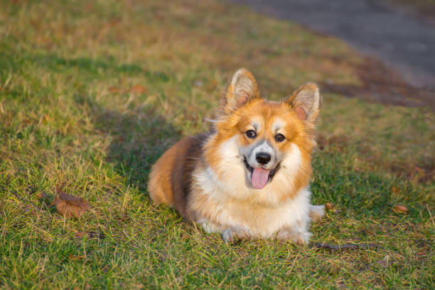 istock Smiling red color Pembroke Welsh Corgi 1397176458