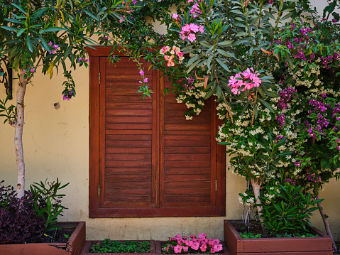 vintage wooden window and blooming plants